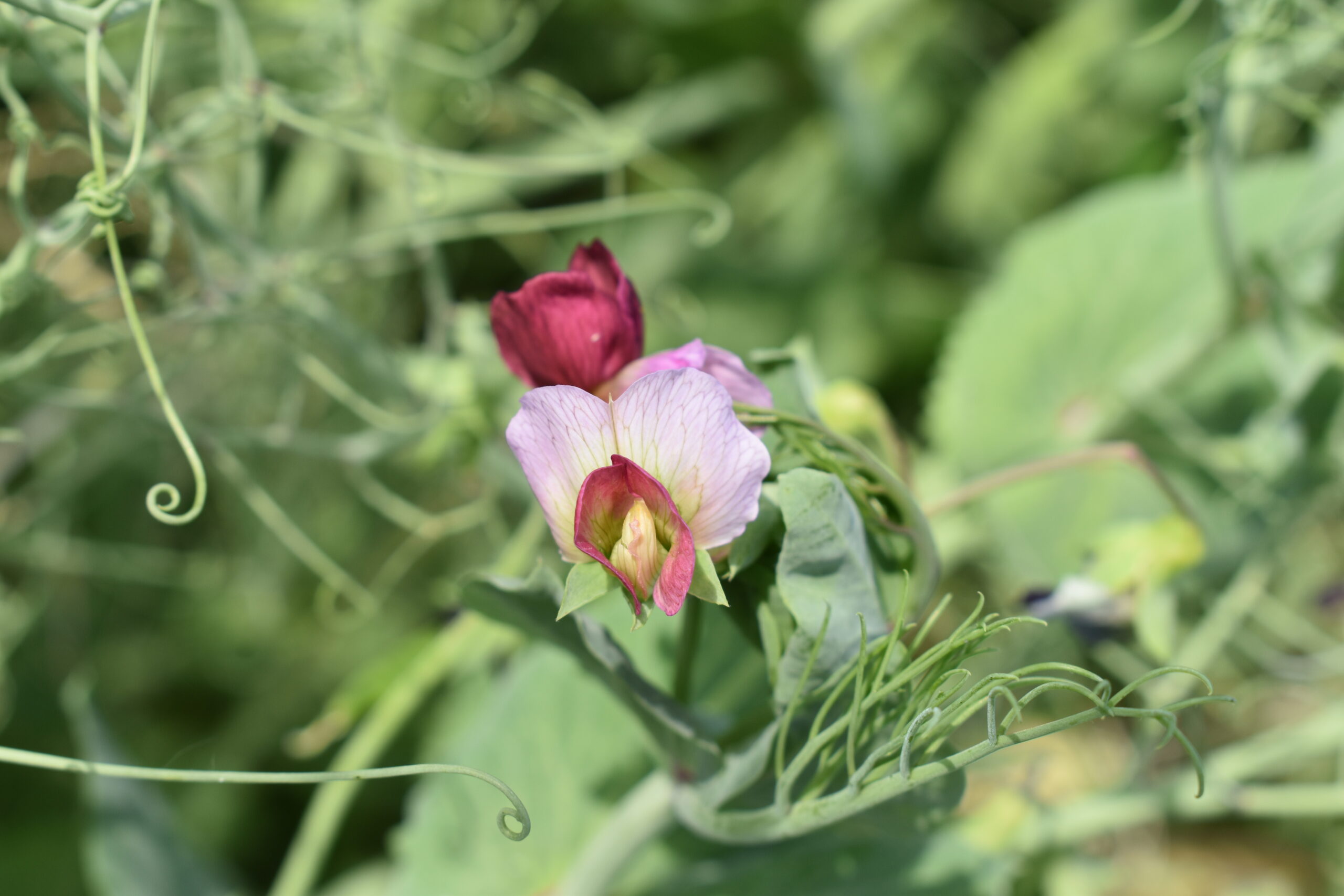 DSC_1096 kwiat grochu