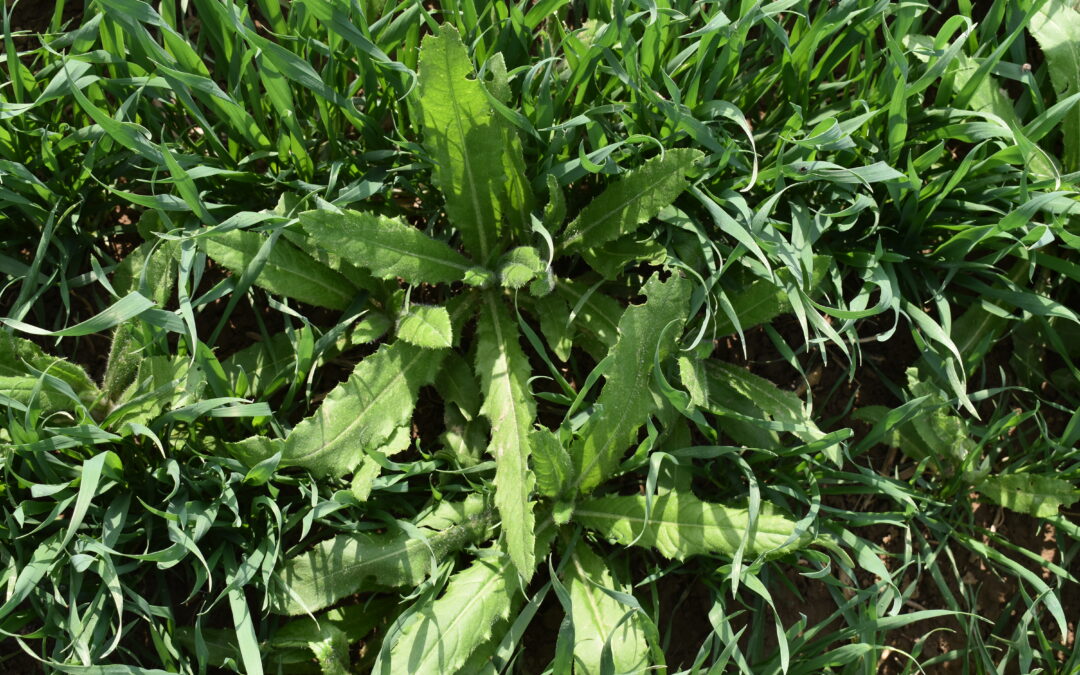 ostrożeń w pszenicy