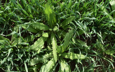 Kontrola zachwaszczenia