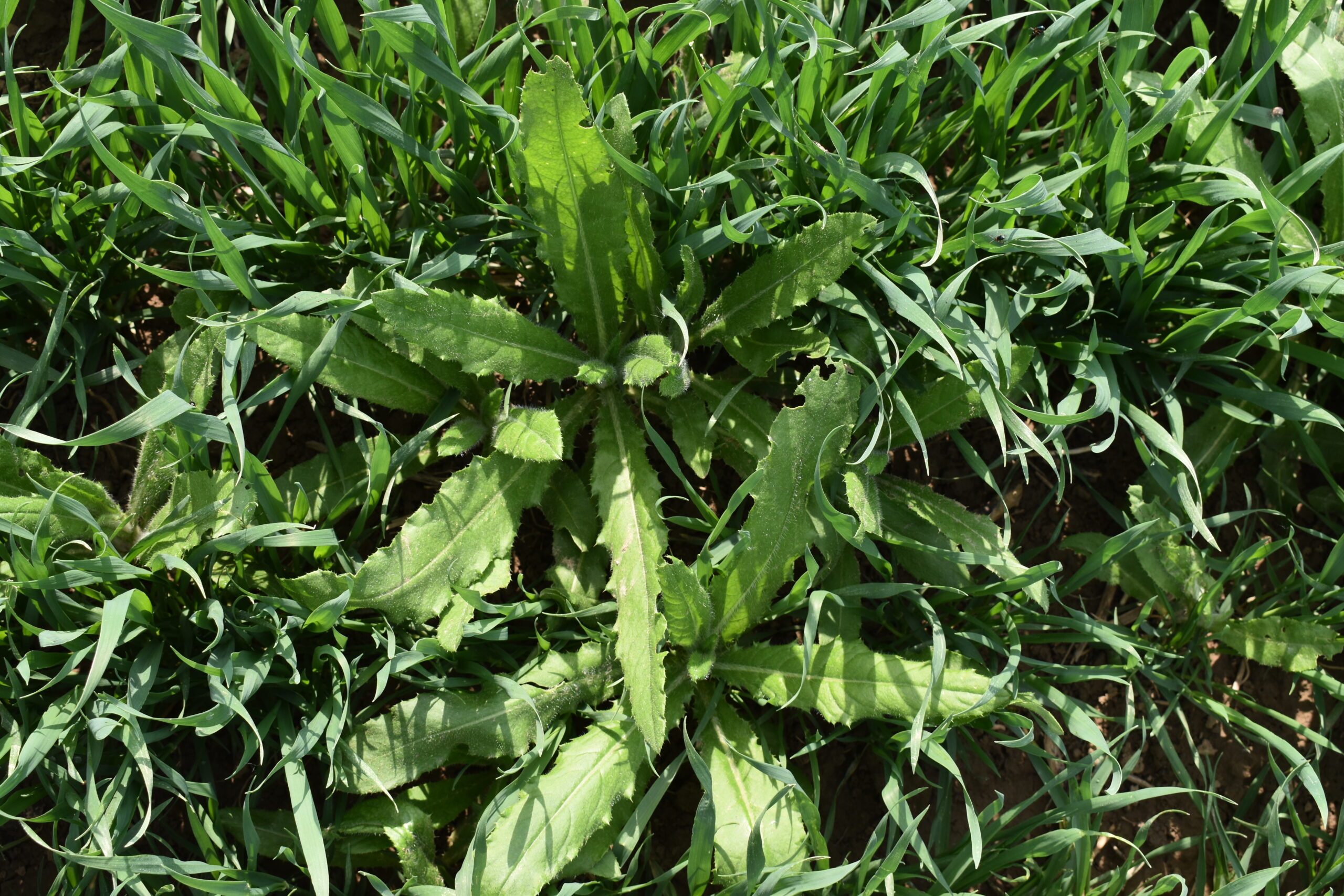 DSC_1446 ostrożeń w pszenicy