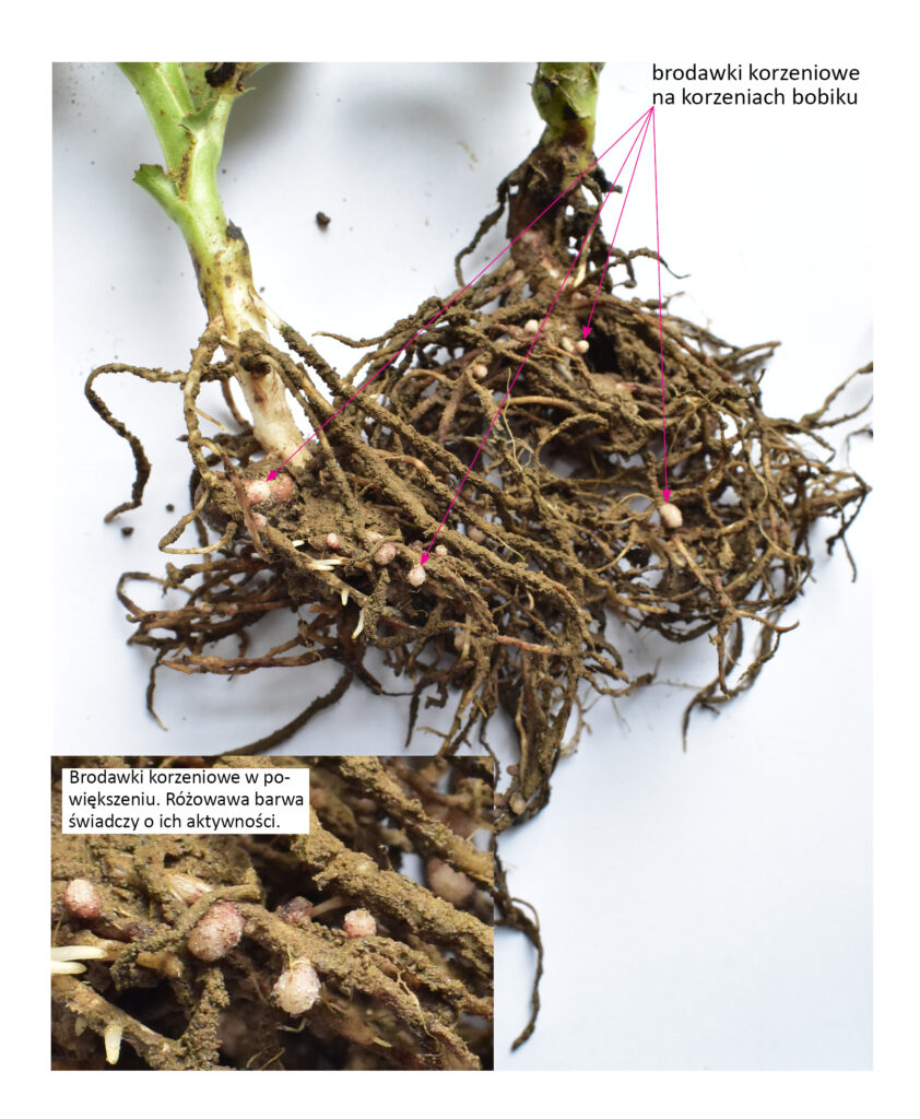 brodawki na korzeniach bobiku