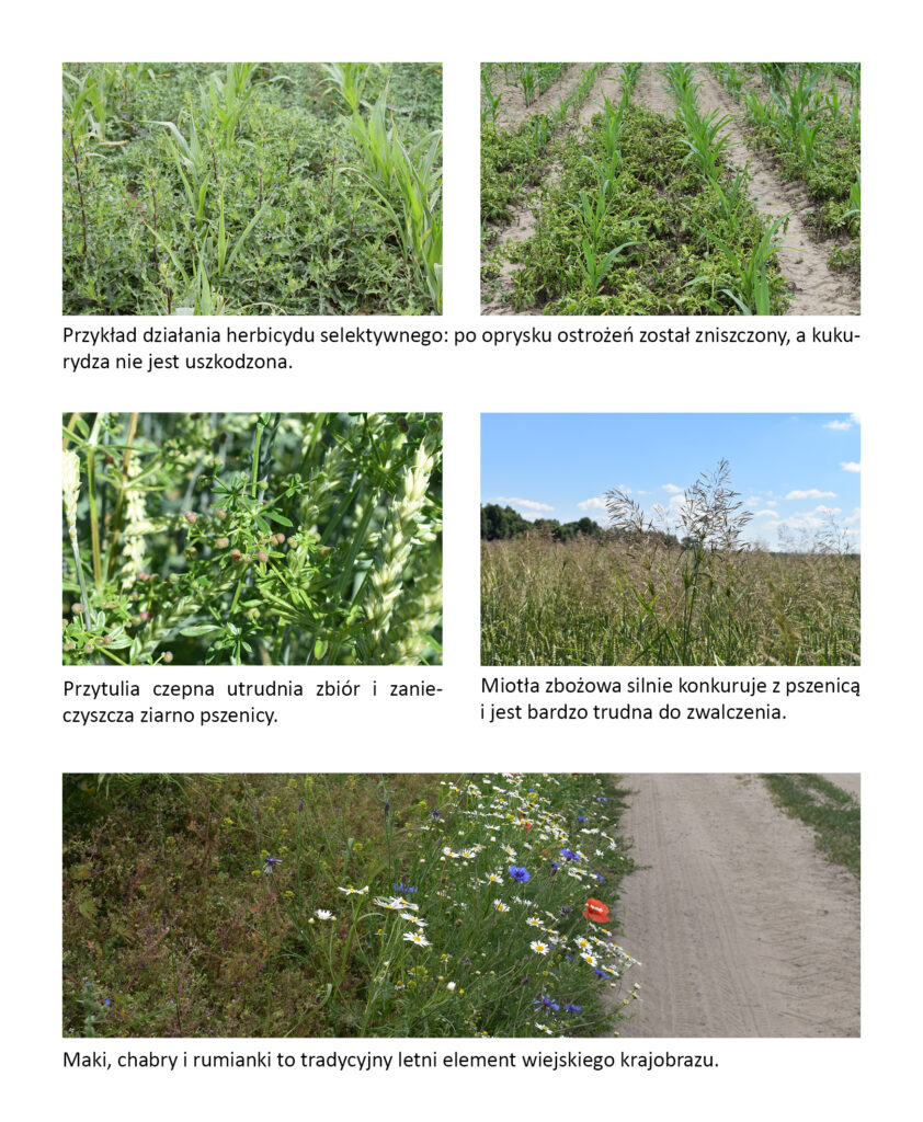 chwasty na polach i efekt zastosowania herbicydu