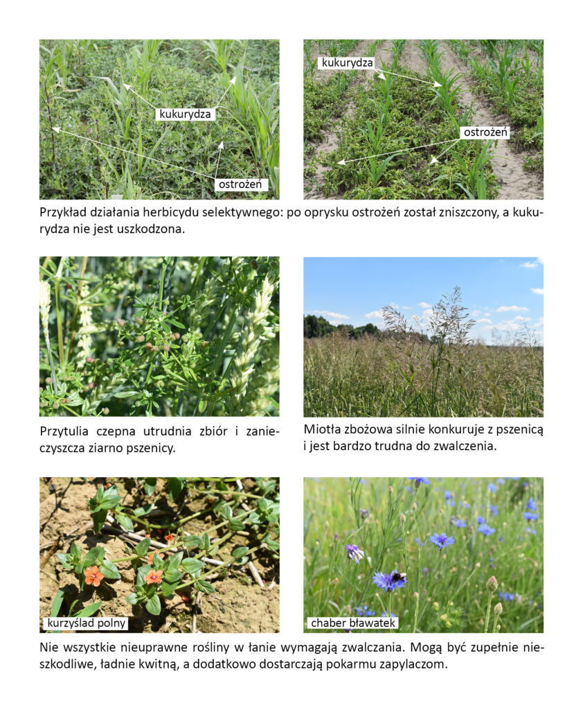 efekt działania herbicydu selektywnego i różne gatunki chwastów