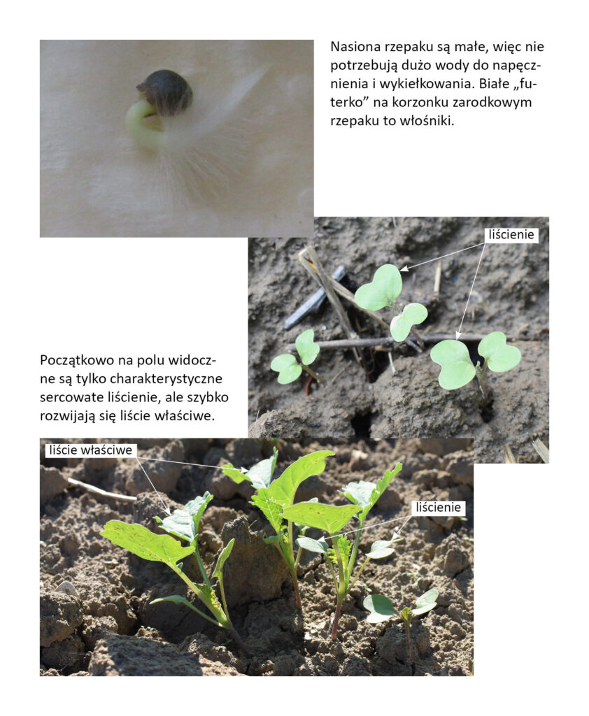 kiełkowanie, wschody i początkowy rozwój liści właściwych rzepaku