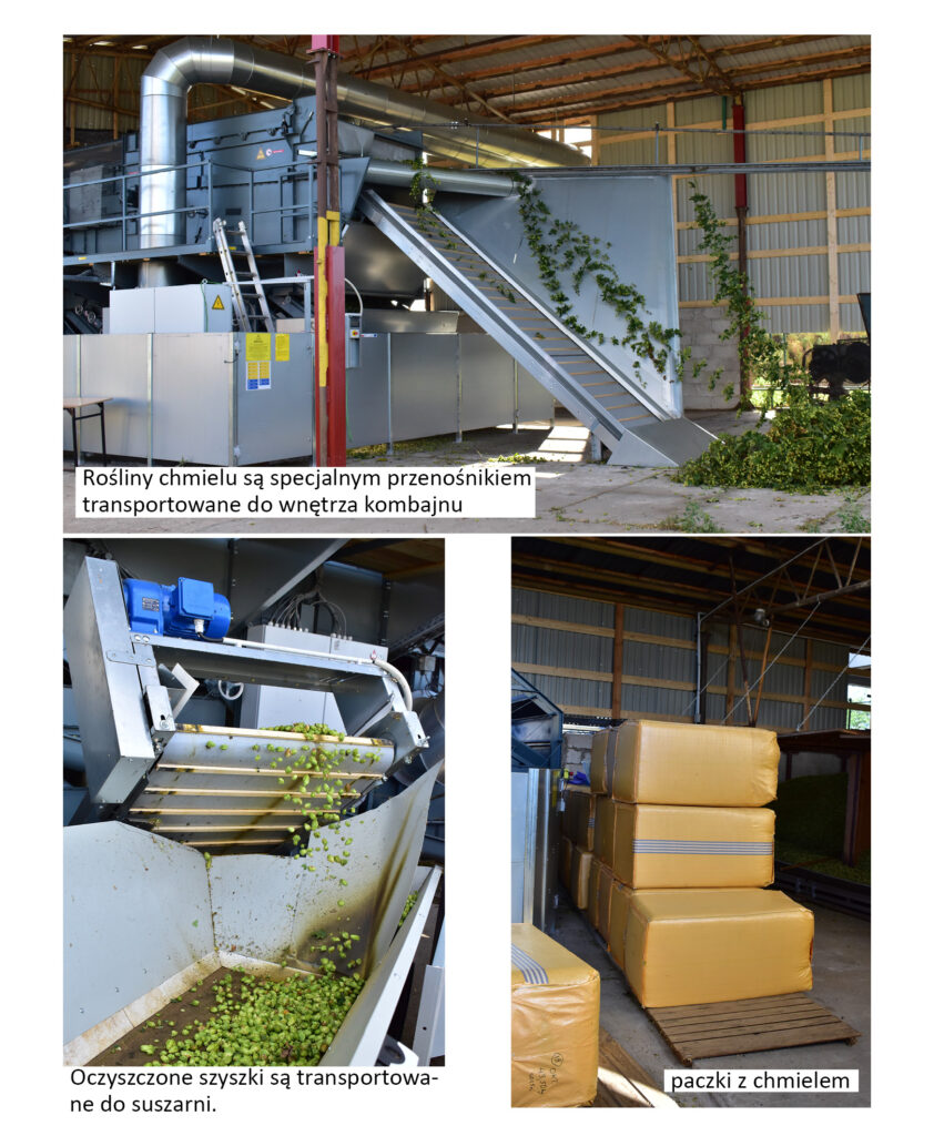 kombajnowanie chmielu