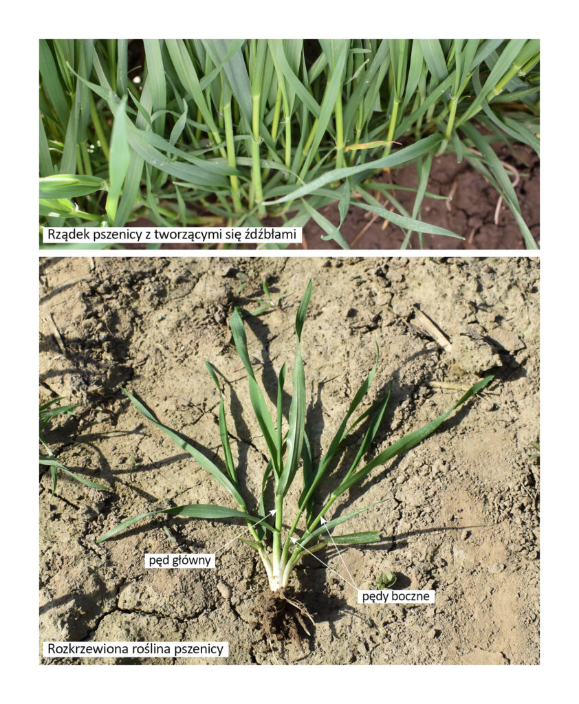 rozkrzewiona roślina pszenicy