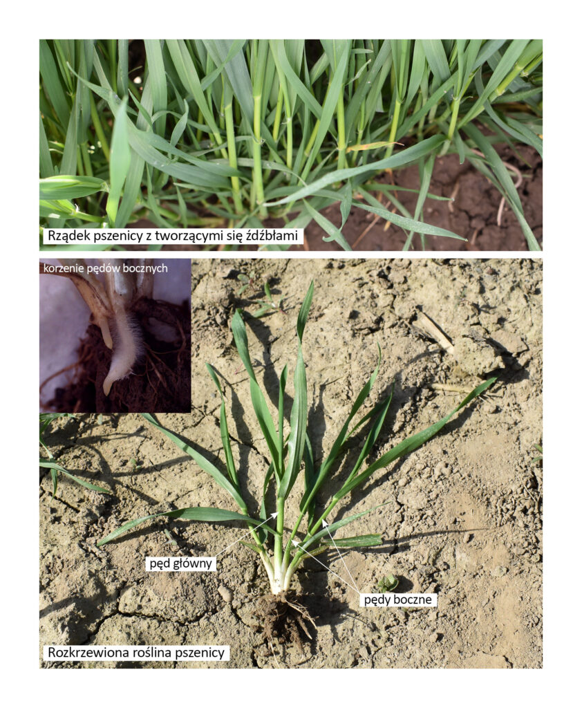 rozkrzewiona roślina pszenicy i korzenie przybyszowe