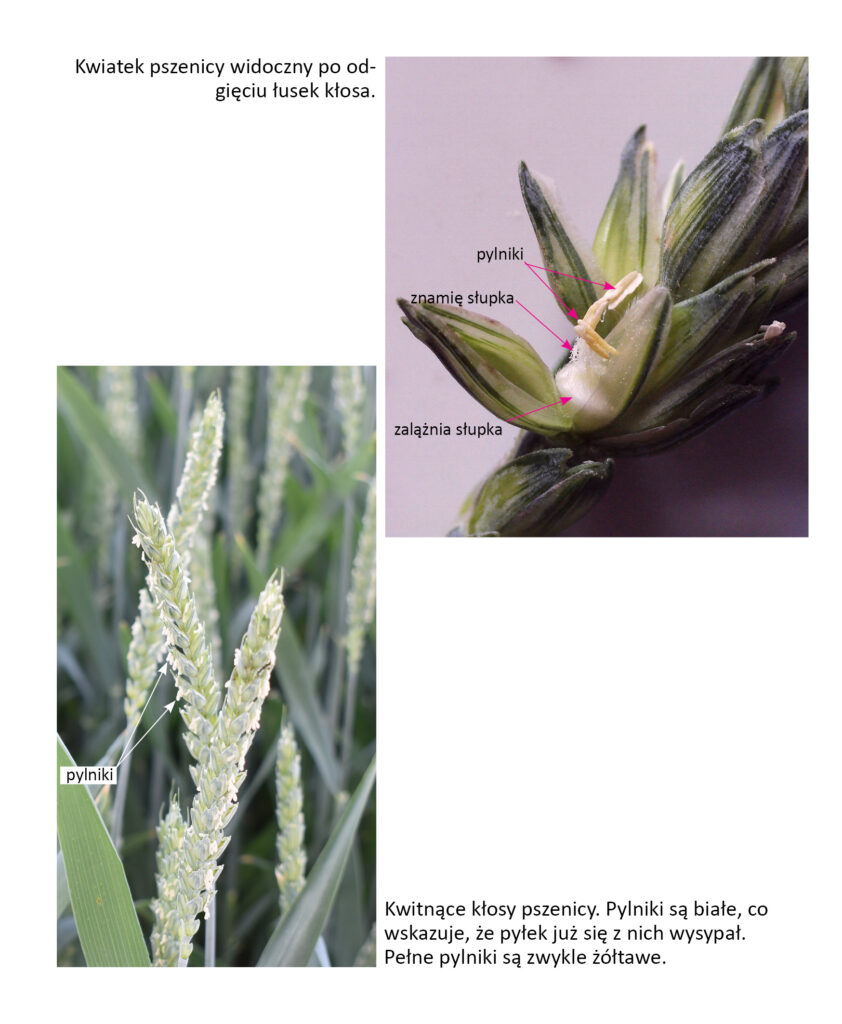budowa kwiatka pszenicy i kwitnące kłosy