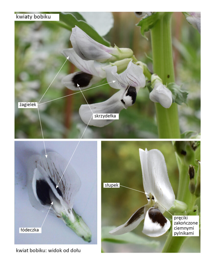 budowa kwiatów bobiku