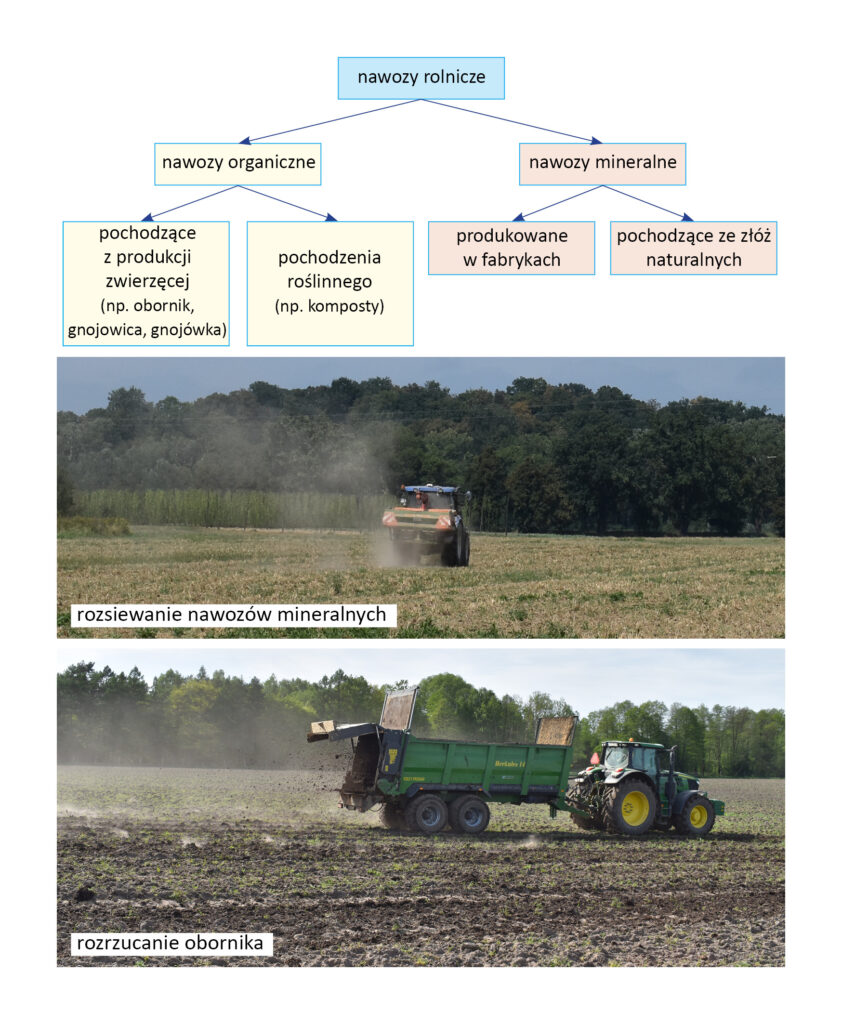 podział nawozów, rozsiewanie nawozów mineralnych i rozrzucanie obornika