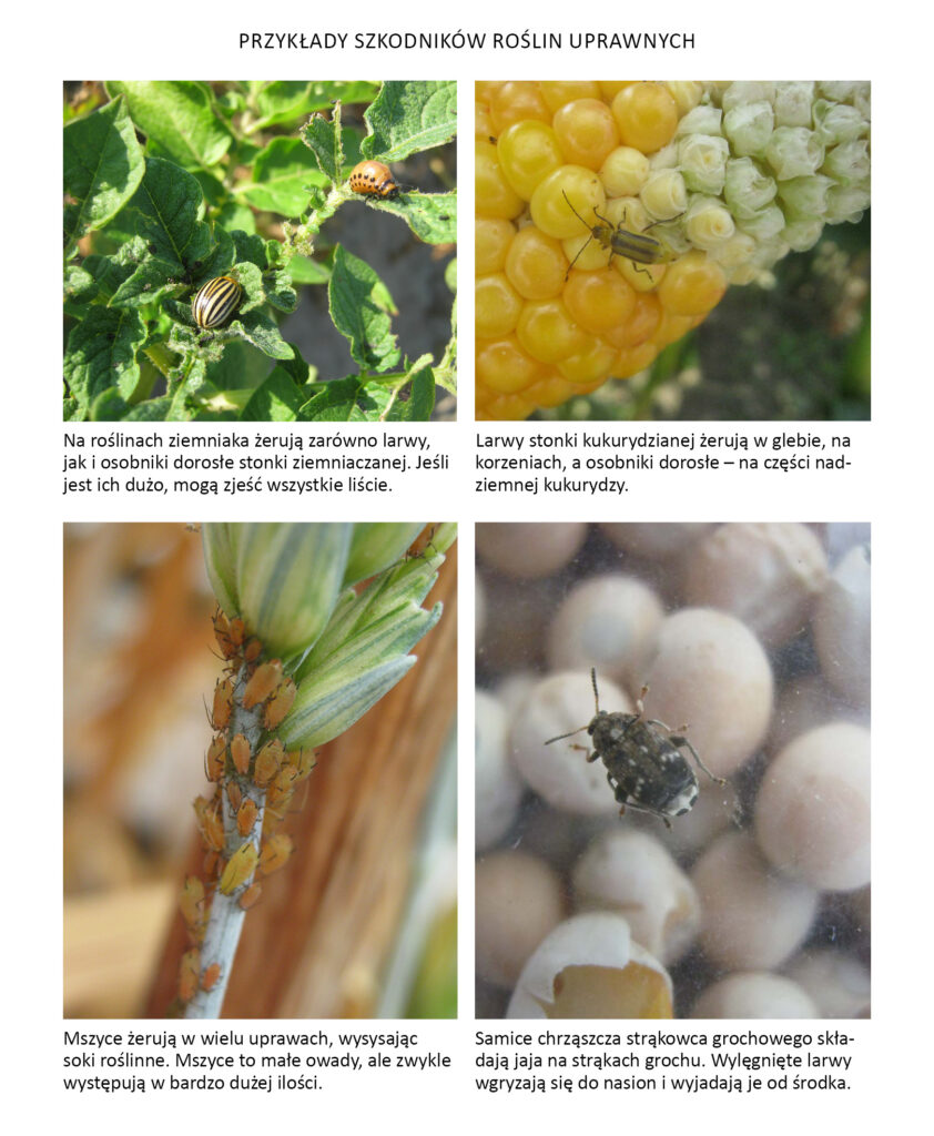 stonka ziemniaczana, stonka kukurydziana, mszyce, strąkowiec grochowy
