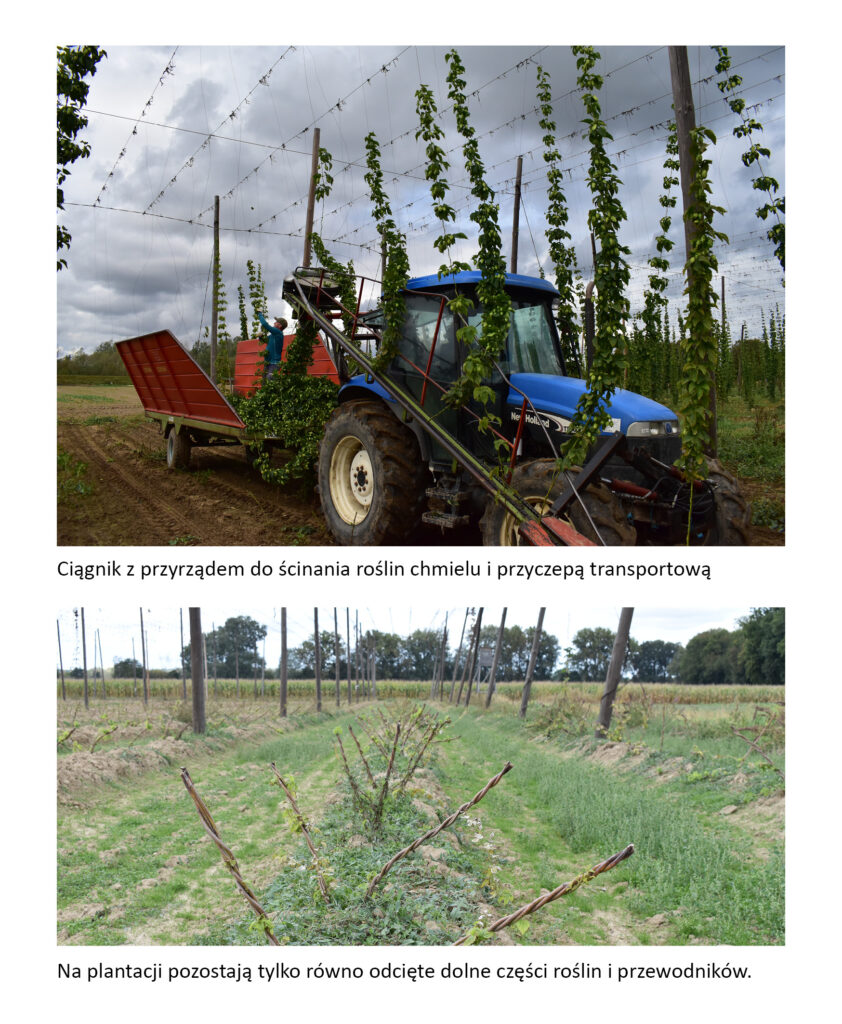 Zbiór chmielu z plantacji