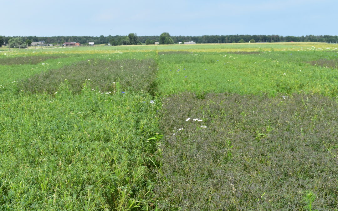 Rola badań naukowych w produkcji roślinnej