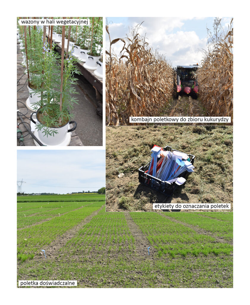 wazony z łubinem w hali wegetacyjnej, minikombajn do kukurydzy, kolorowe etykietki do oznaczania poletek doświadczalnych i poletka doświadczalne