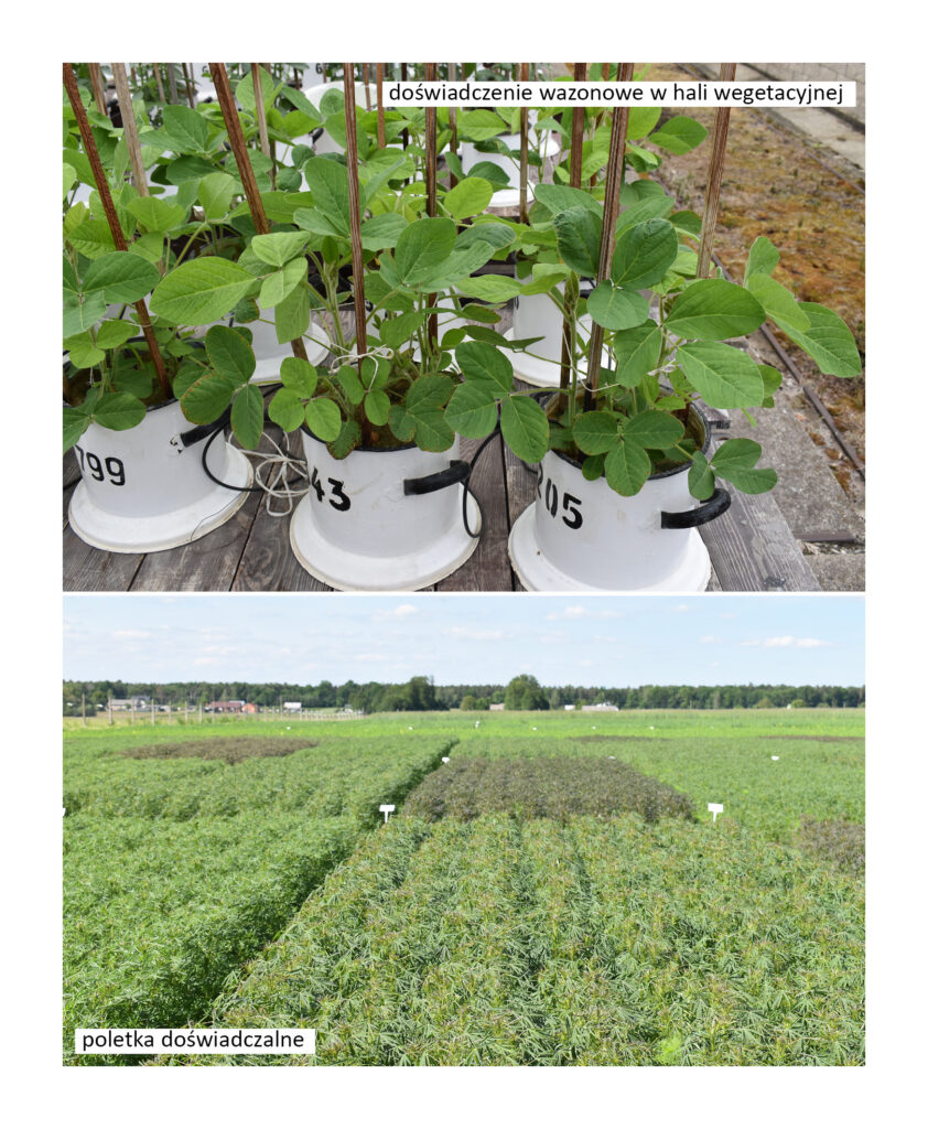 fragment doświadczenia wazonowego z soją i widok na poletka doświadczalne z roślinami bobowatymi