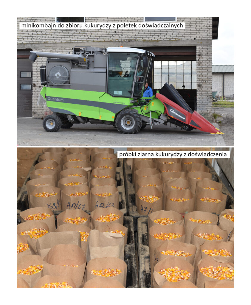 minikombajn do zbioru kukurydzy i próbki ziarna kukurydzy w torebkach papierowych